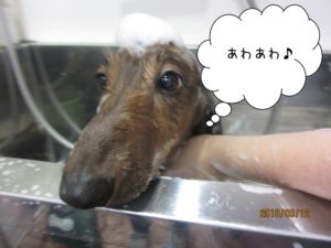 シャンプー中ミニチュアダックス