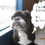 窓際寂しがりやミックス