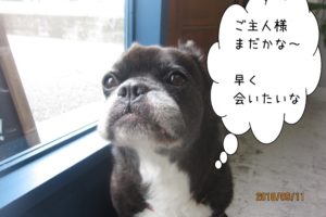 窓際寂しがりやミックス