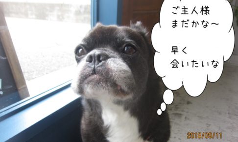 窓際寂しがりやミックス