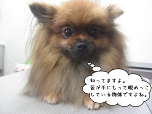 毛の長いポメラニアン