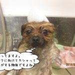 シャンプー中泡乗せポメラニアン