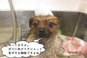 シャンプー中泡乗せポメラニアン