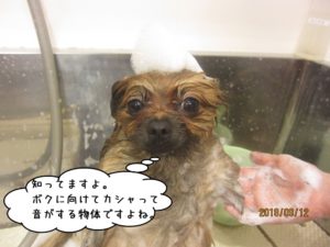 シャンプー中泡乗せポメラニアン