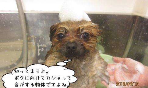 シャンプー中泡乗せポメラニアン