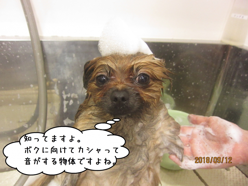 シャンプー中泡乗せポメラニアン