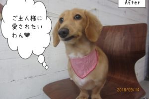 カット後ミニチュアダックス