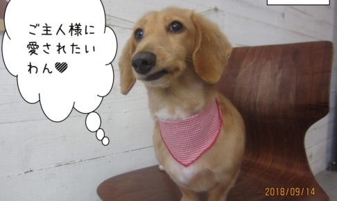 カット後ミニチュアダックス