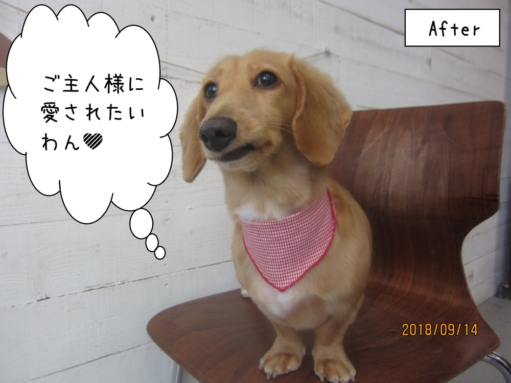 カット後ミニチュアダックス