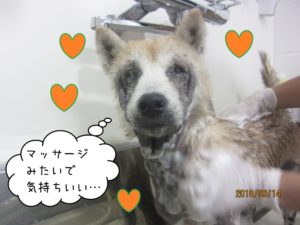 シャンプー中柴犬