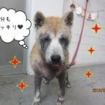 すっきりキラキラ柴犬