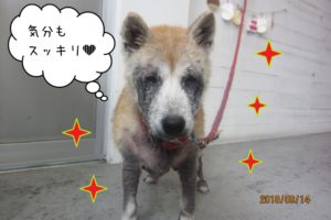 すっきりキラキラ柴犬