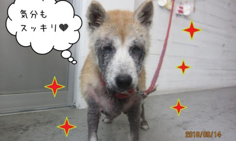 すっきりキラキラ柴犬