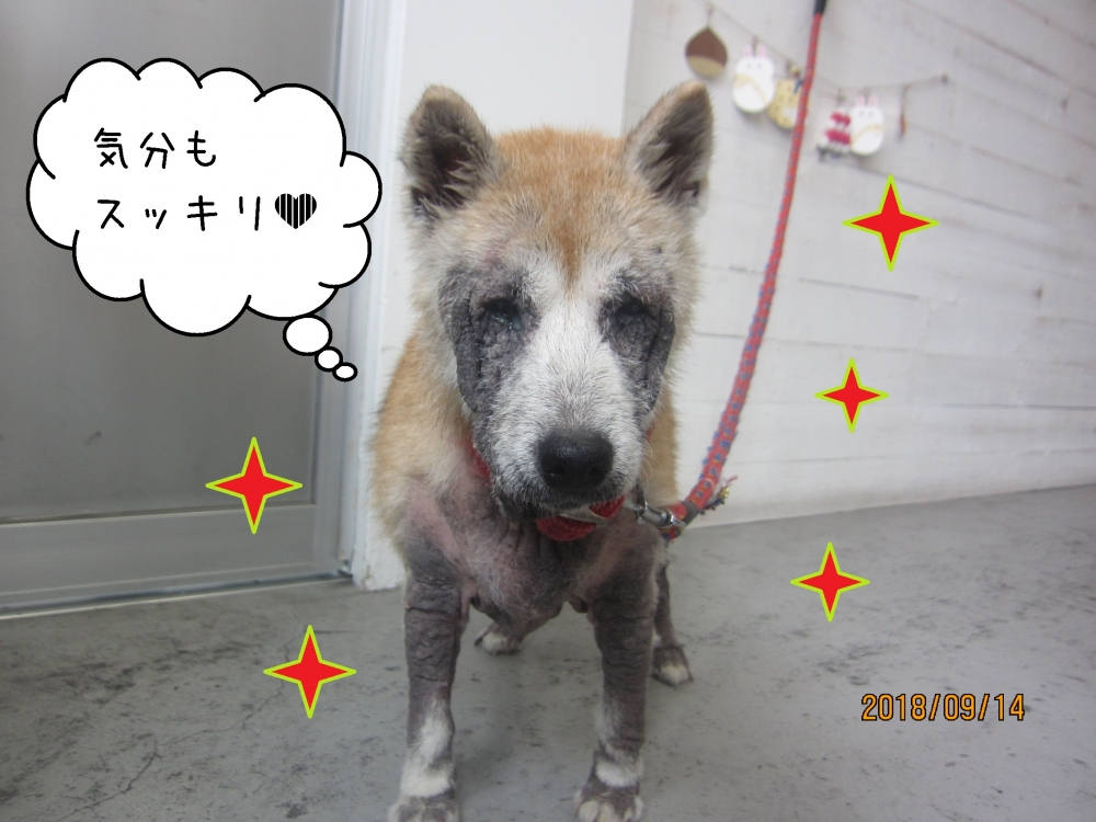 すっきりキラキラ柴犬