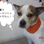 ハロウィンバンダナのミックス犬