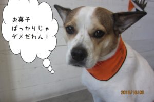 ハロウィンバンダナのミックス犬