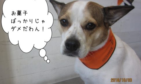 ハロウィンバンダナのミックス犬