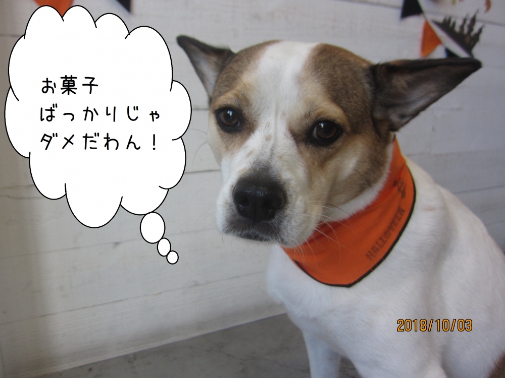 ハロウィンバンダナのミックス犬