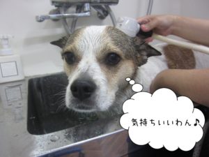 ゆったりミックス犬