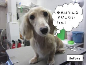 カット前ミニチュアダックス