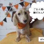 ハロウィンミニチュアダックス