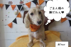 ハロウィンミニチュアダックス