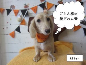 ハロウィンミニチュアダックス