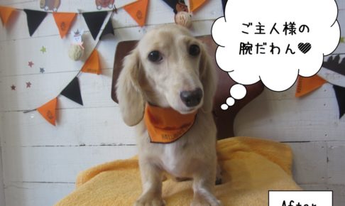 ハロウィンミニチュアダックス