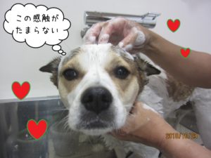 シャンプー中ミックス