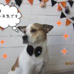 ハロウィンミックス