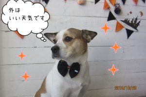 ハロウィンミックス