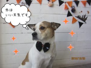 ハロウィンミックス