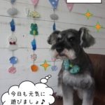 えっへんMシュナ