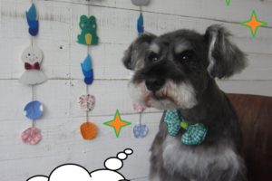 えっへんMシュナ