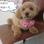 おすわりトイプードル