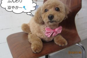 おすわりトイプードル