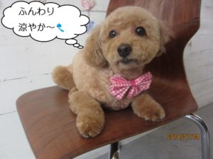 おすわりトイプードル