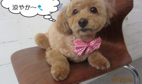 おすわりトイプードル