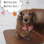 つぶらな目ミニチュアダックス