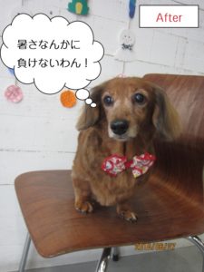 つぶらな目ミニチュアダックス