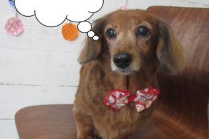 つぶらな目ミニチュアダックス