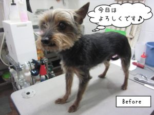 カット前ミックス犬