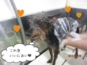 シャンプー中ミックス