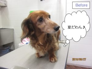 カット前ミニチュアダックス