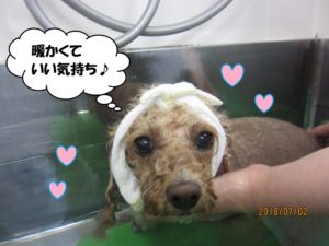 スパ中トイプードル