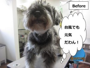 カット前Mシュナ