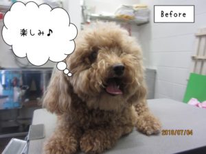 カット前トイプードル
