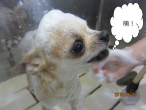 シャンプー中チワワ