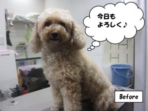 カット前トイプードル