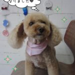 正面トイプードル